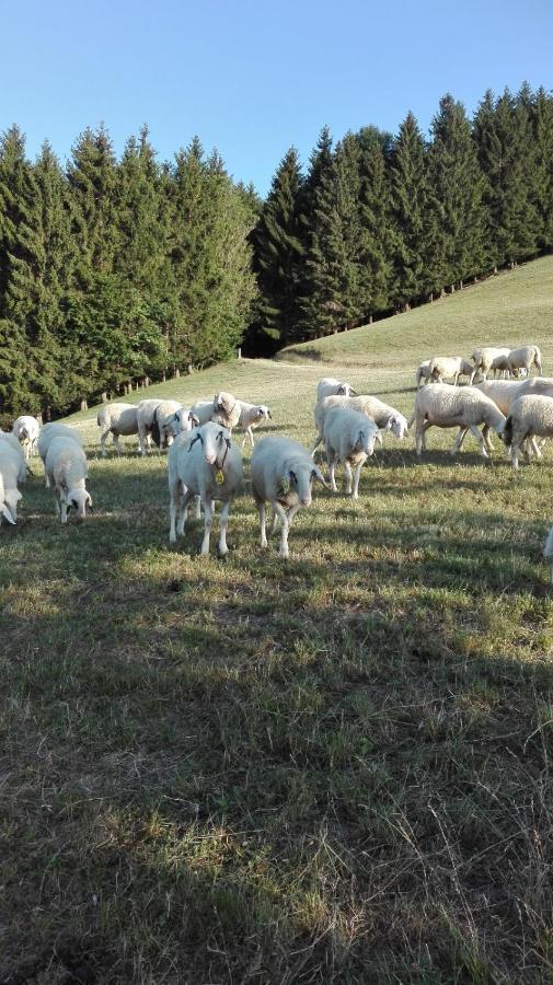 Ferienwohnung Lucy Am Lonitzberg Steinakirchen Am Forst المظهر الخارجي الصورة